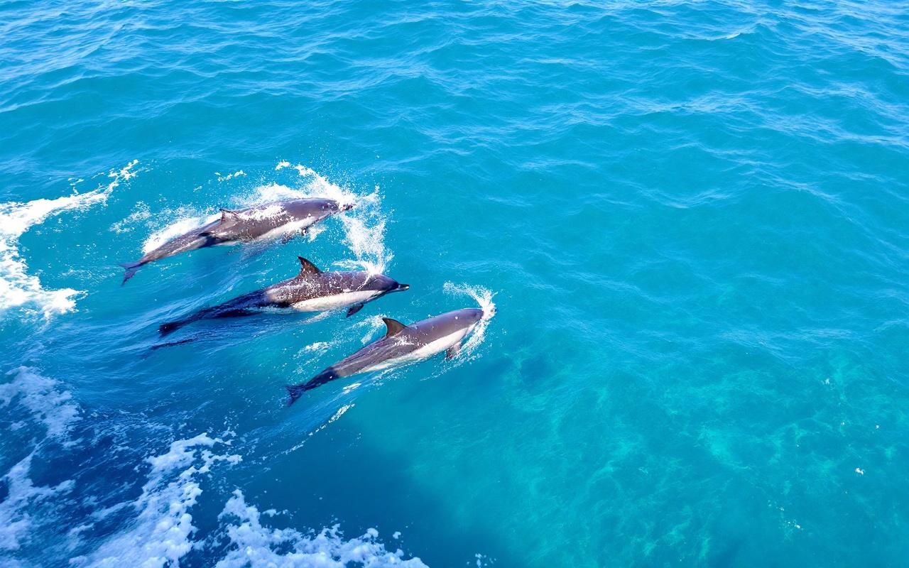 Image de dauphins nageant près d'un bateau dans un océan bleu clair, avec un ensoleillement brillant créant des reflets sur la surface de l'eau.