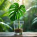 découvrez nos astuces pour réussir la bouture de votre monstera ! apprenez les étapes clés, les conditions idéales et les soins nécessaires pour propager cette plante trendy avec succès. transformez votre intérieur en un espace verdoyant grâce à nos conseils pratiques.