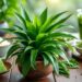 découvrez les bienfaits du pandan, une plante aromatique aux vertus santé exceptionnelles. apprenez comment intégrer le pandan dans vos recettes pour profiter de ses propriétés digestives et antioxydantes tout en ajoutant une touche unique à vos plats.