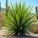 découvrez comment assurer la croissance optimale et l’entretien facile du yucca rostrata. conseils pratiques pour l’arrosage, l’exposition et la taille de cette plante résistante.